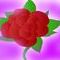 rose by sweetchick
