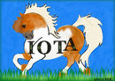 iota-therapy-horse