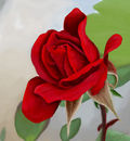 the-red-rose