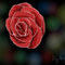 rose by natty023