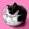 kitten by betty