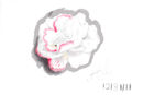 carnation-flower-wip2