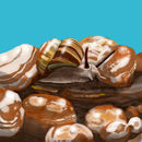 snail-snuggery snail-snuggery