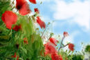 red-poppy red-poppy