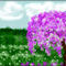 wistaria by katy