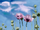 lila-poppy lila-poppy