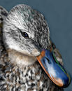 thats-just-ducky thats-just-ducky