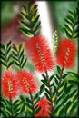 callistemon