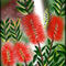 callistemon by katy