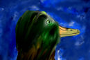 duck