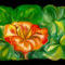 orange-flower by katy
