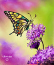 butterfly butterfly