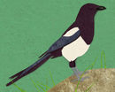 magpie