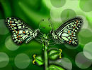 butterflies-in-love