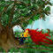 tree-swing by dlwizardpost