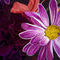 kathys-flowers by kutedymples