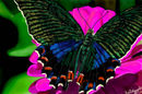 irridescent-butterfly irridescent-butterfly