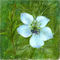 nigella-flower by ploiesteana