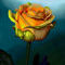 multicolored-rose by kutedymples