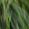 grass by friendsofold