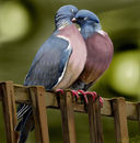love-birds love-birds