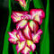 flowers by mudpuddle