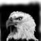 eagle by chesirekatt
