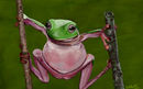 mr-frog