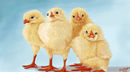 chickies chickies