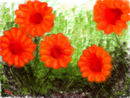 five-flowers