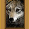 canis-lupus by betty
