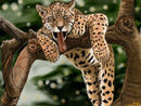 lounging-leopard