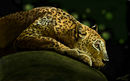 sneaking-up
