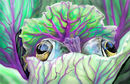 frog-in-a-cabbage-patc