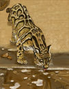 thirsty-cat thirsty-cat