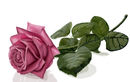 pink-long-stemmed-rose pink-long-stemmed-rose