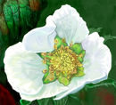 strawberry-blossom