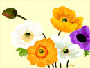 a-bunch-of-poppies