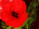one-hot-poppy one-hot-poppy