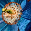 blue-macro blue-macro