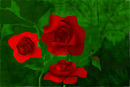 red-roses red-roses