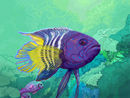 fish fish