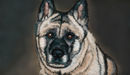 perplexers-dog