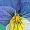 pansy by betty