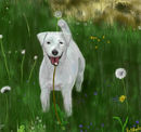 rebeccas-white-dog