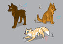coydog-adoptable-now-c