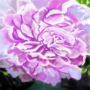 peony peony