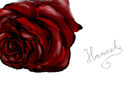 rose rose