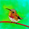 humming-bird by mudpuddle