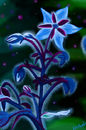 beautiful-blues
